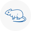 Rat Control Keynsham